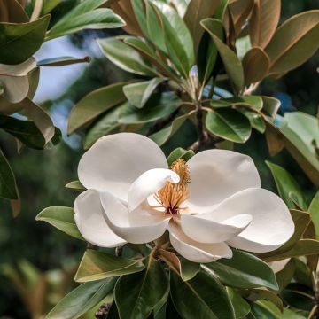 Magnolia grandiflora Mont blanc - Immergrüne Magnolie