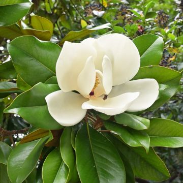 Magnolia grandiflora Nana - Immergrüne Magnolie