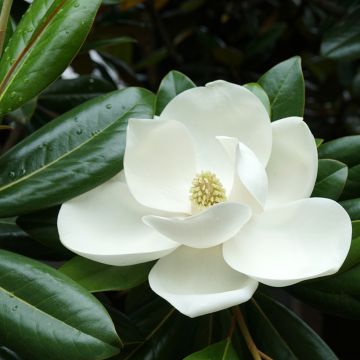 Magnolia grandiflora Victoria - Immergrüne Magnolie