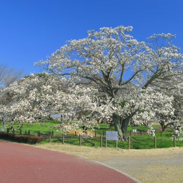 Magnolia kobus - Kobushi-Magnolie