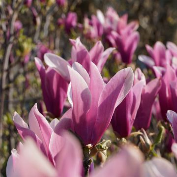 Magnolia liliflora Nigra - Purpur-Magnolie