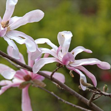 Magnolia loebneri Merrill - Loebner-Magnolie