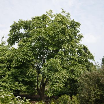 Magnolia officinalis - Magnolia officinal