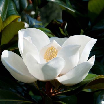 Magnolia grandiflora D.d. blanchard - Immergrüne Magnolie