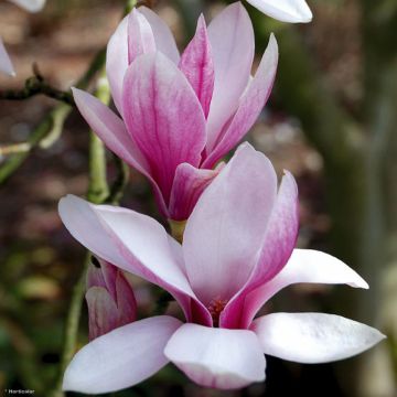 Magnolia soulangeana - Tulpen-Magnolie