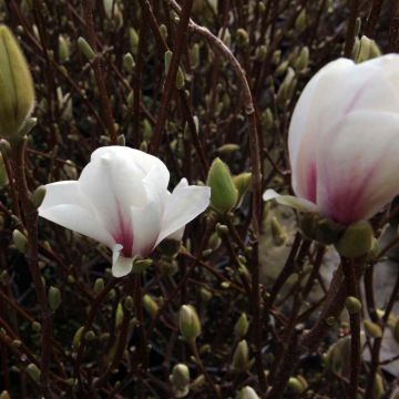 Magnolia soulangeana Alba Superba - Tulpen-Magnolie