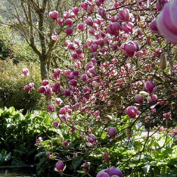 Magnolia soulangeana Lennei - Tulpen-Magnolie