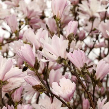 Magnolia stellata Chrysanthemumiflora - Stern-Magnolie