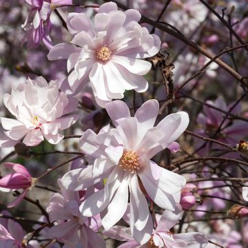 Magnolia stellata Rosea - Stern-Magnolie