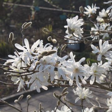 Magnolia stellata Waterlily - Stern-Magnolie