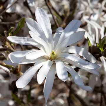 Magnolia stellata - Stern-Magnolie