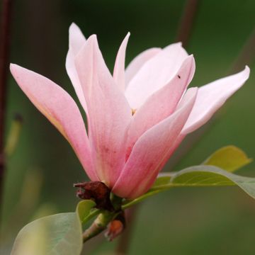 Magnolia acuminata Coral Lake - Gurken-Magnolie