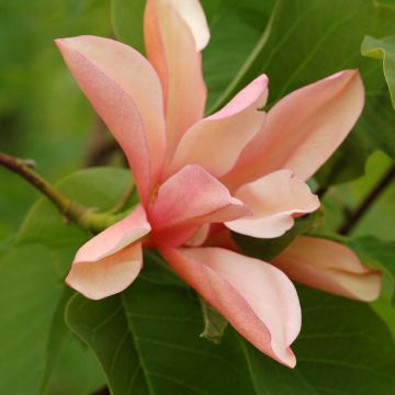 Magnolia acuminata Flamingo - Gurken-Magnolie