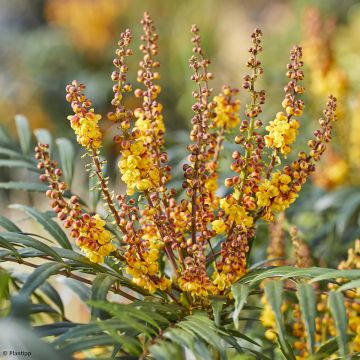 Mahonia eurybracteata Volcano - Stachellose Mahonie