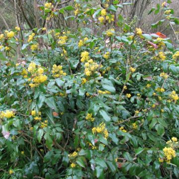 Mahonia aquifolium - Gewöhnliche Mahonie