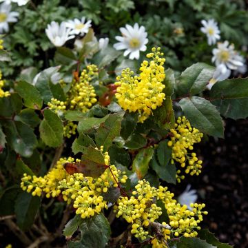 Mahonia aquifolium Apollo