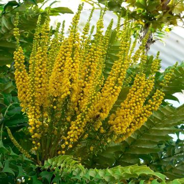 Mahonia bealei - Beales Mahonie