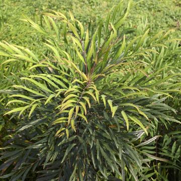 Mahonia eurybracteata Sweet Winter - Stachellose Mahonie