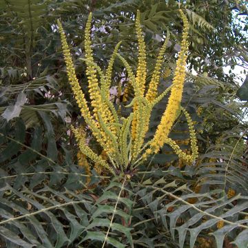 Mahonia oiwakensis subsp. lomariifolia  