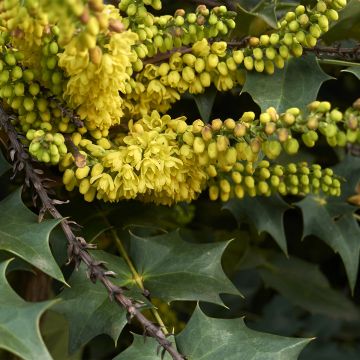 Mahonia wagneri Fireflame - Wagners Mahonie