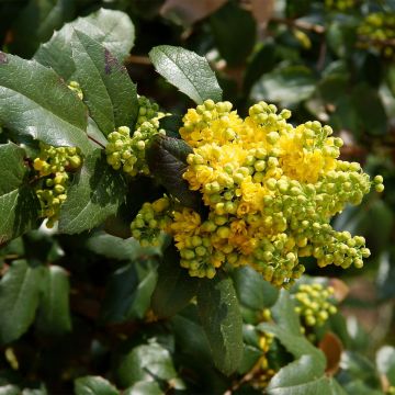 Mahonia wagneri Pinnacle - Wagners Mahonie