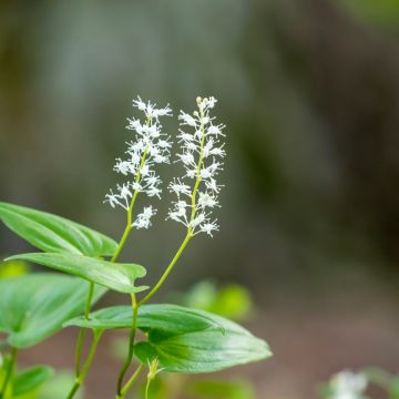 Maianthemum bifolium - Maianthème à deux feuilles