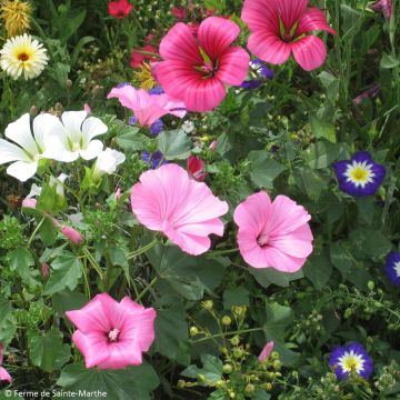 Malope trifida - Malope