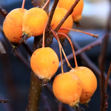 Zierapfel Comtesse De Paris - Malus