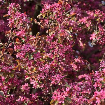 Zierapfel Diable Rouge - Malus