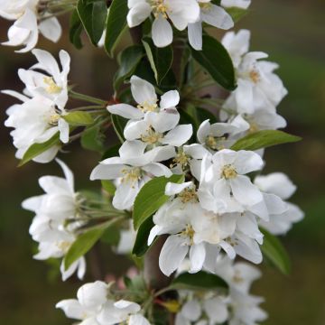 Zierapfel Pink Glow - Malus robusta