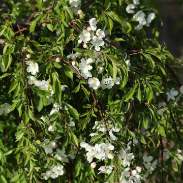 Pommier d'ornement pleureur - Malus Fontana