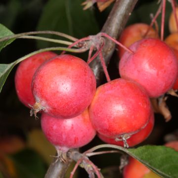 Zierapfel Hopa - Malus sieversii f. niedzwetzkyana × baccata