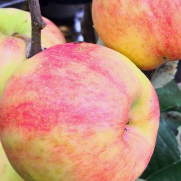 Zierapfel Karneval - Malus domestica