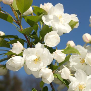 Zierapfel MADONNA - Malus