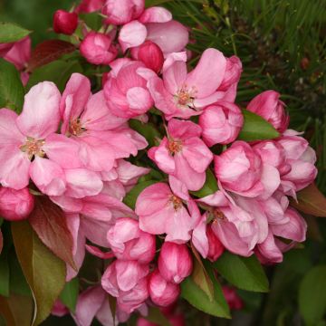 Malus (x) purpurea Ola - Pommier d'ornement, Pommier à fleurs, Pommetier