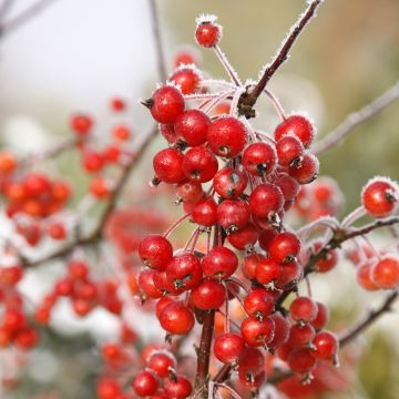 Pommier d'ornement POM'ZAI - Malus