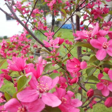 Zierapfel Prairiefire - Malus