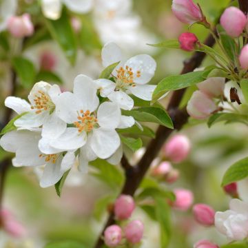 Zierapfel Sugar Tyme - Malus