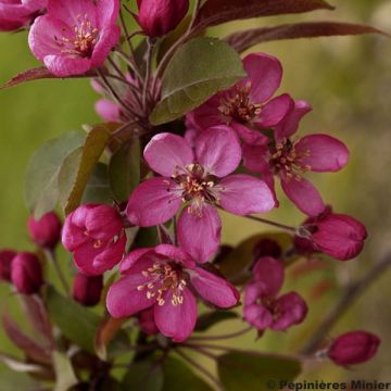 Zierapfel Coccinella Courtarou - Malus