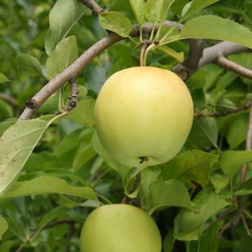 Apfelbaum Antonówka Zwykła - Malus domestica