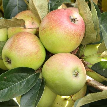 Apfelbaum Grochówka - Malus domestica