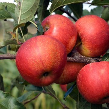 Apfelbaum Titówka - Malus domestica