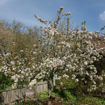 Zierapfel Red Jewel - Malus