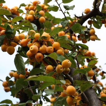 Zierapfel Yellow Siberian - Malus robusta