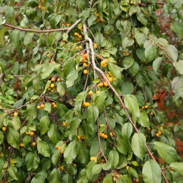 Zierapfel Pendula - Malus sachalinensis