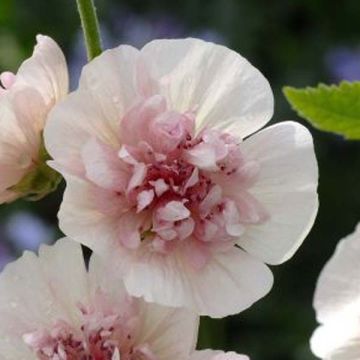 Alcalthaea suffrutescens Freedom - Halbstrauchige Stockrose