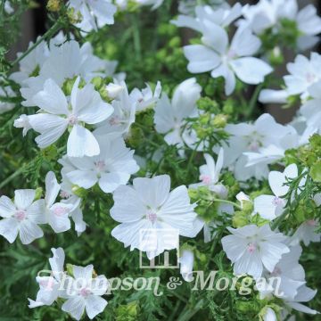 Moschus-Malve Snow White - Malva moschata