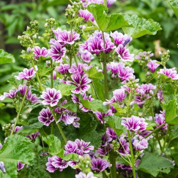 Wilde Malve Zebrina Blue - Malva sylvestris