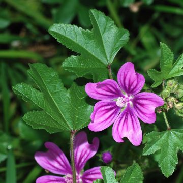 Wilde Malve (Samen) - Malva sylvestris