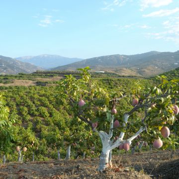 Mangobaum Osteen - Mangifera indica